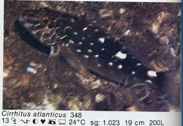 Cirrhitus atlanticus